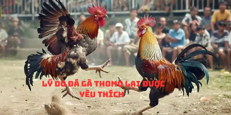 Lý do đá gà Thomo trực tuyến lại được yêu thích