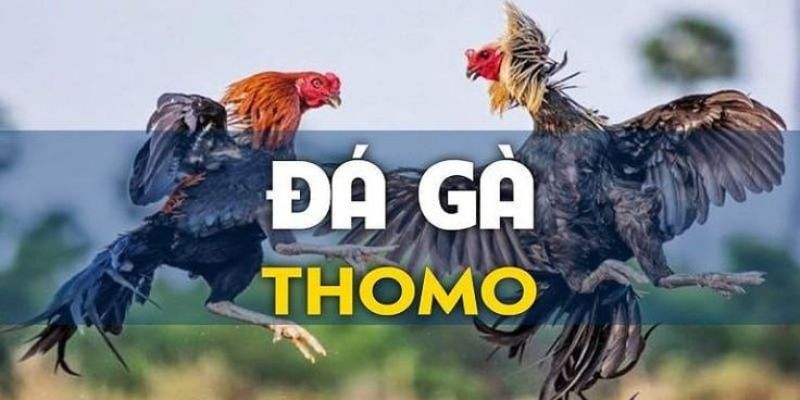 Coi đá gà thomo