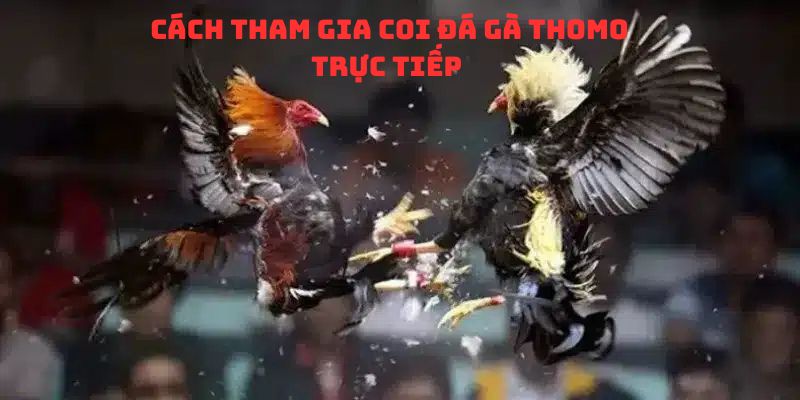 Cách coi đá gà thomo trực tiếp 